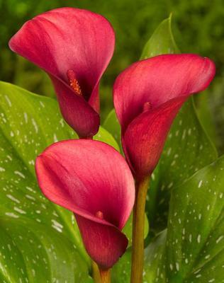BES Калла Red (x1) Holland Bulb Market в интернет гипермаркете «Планета Лета». Фото BES Калла Red (x1) в интернет гипермаркете «Планета Лета». Фото