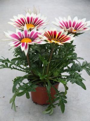 Гацания, Гор11 М в интернет гипермаркете «Планета Лета». Фото