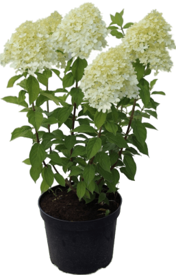 Гортензия метельч.Лаймлайт, Гор26 ЕП в интернет гипермаркете «Планета Лета». Фото