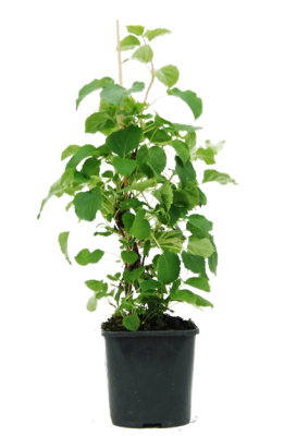 Гортензия черешковая, Гор35, Выс100 в интернет гипермаркете «Планета Лета». Фото