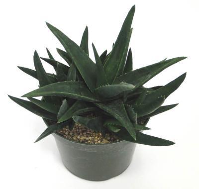 Алоэ Black Gem, Гор11, Выс20 в интернет гипермаркете «Планета Лета». Фото