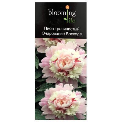 Пион травянистый Очарование Восхода 7Ц (туба) в интернет гипермаркете «Планета Лета». Фото