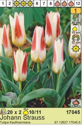 BUD Тюльпан Johann Strauss (x2) Планета Лета в интернет гипермаркете «Планета Лета». Фото BUD Тюльпан Johann Strauss (x2) в интернет гипермаркете «Планета Лета». Фото
