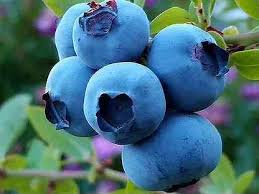 Жимолость съедобная Шахиня П в интернет гипермаркете «Планета Лета». Фото