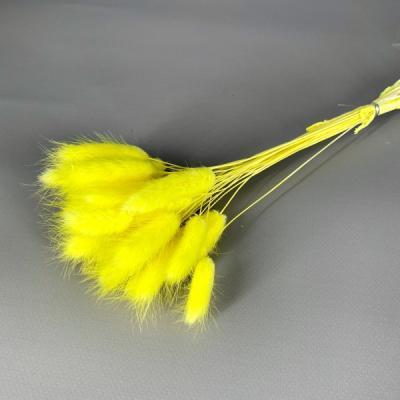 Лагурус желтый 1шт в интернет гипермаркете «Планета Лета». Фото