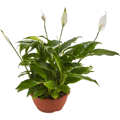 Спатифиллум Chopin в плошке, Гор17, Выс30 в интернет гипермаркете «Планета Лета». Фото