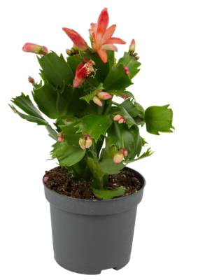 Шлюмбергера Mix, Гор9, Выс25 Уценка!!! в интернет гипермаркете «Планета Лета». Фото