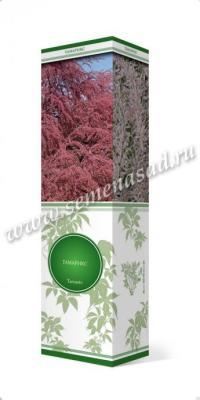 Тамарикс ветвистейший Рамосиссима П в интернет гипермаркете «Планета Лета». Фото