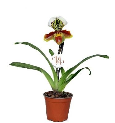 Орхидея Paphiopedilum, Гор12, Выс30 в интернет гипермаркете «Планета Лета». Фото