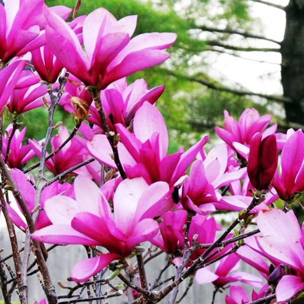 Магнолия Ricki, Гор21, Выс110 в интернет гипермаркете «Планета Лета». Фото