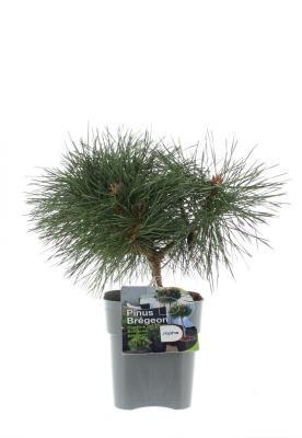 Сосна чёрная Pierrick Bregeon штамб, C9, Выс40 И в интернет гипермаркете «Планета Лета». Фото