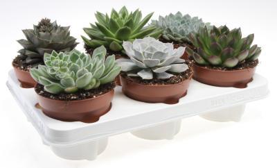 Суккуленты Mix, Гор12, Выс20 в интернет гипермаркете «Планета Лета». Фото