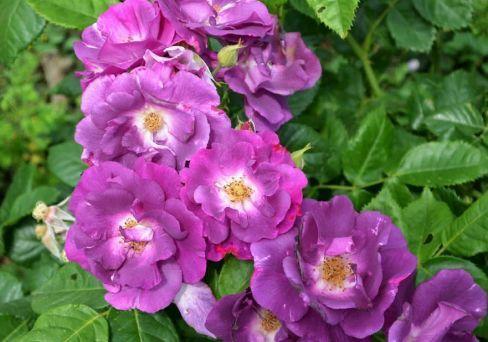 Роза парковая Рапсрди Ин Блю (туба) в интернет гипермаркете «Планета Лета». Фото