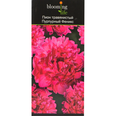 Пион травянистый Пурпурный Феникс (в тубе) в интернет гипермаркете «Планета Лета». Фото