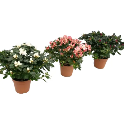 Рододендрон гибрид.микс, Гор27, Выс50 в интернет гипермаркете «Планета Лета». Фото