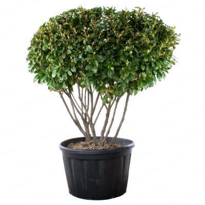 Лавровишня Novita мультиштамб, Гор100, Выс300 в интернет гипермаркете «Планета Лета». Фото