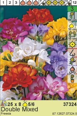 BES Фрезия Double Mixed (x8)  в интернет гипермаркете «Планета Лета». Фото BES Фрезия Double Mixed (x8) в интернет гипермаркете «Планета Лета». Фото