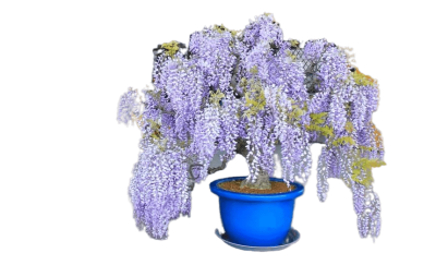 Глициния, Гор25, Выс40 в интернет гипермаркете «Планета Лета». Фото