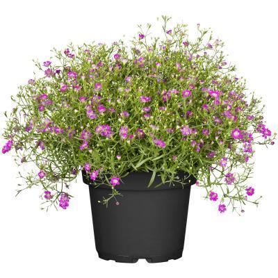 Гипсофила, Гор7 М в интернет гипермаркете «Планета Лета». Фото