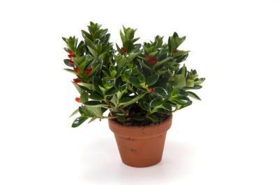 Нематантус Gregarius, Гор11, Выс20 в интернет гипермаркете «Планета Лета». Фото