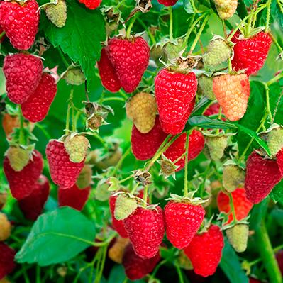 Малина ремонтантные сорта Рубиновое Ожерелье/ЦКорЛюкс в интернет гипермаркете «Планета Лета». Фото