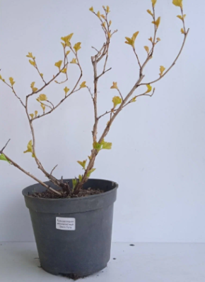 Пузыреплодник калин.Dart'S Gold, Гор17, Выс30-50 в интернет гипермаркете «Планета Лета». Фото