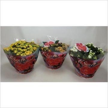 Каланхоэ Calandiva Mix в плошке, Гор27, Выс30 в интернет гипермаркете «Планета Лета». Фото