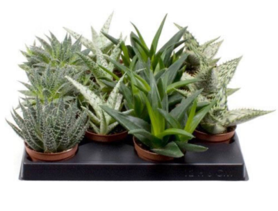 Алоэ Mix, Гор5, Выс15 в интернет гипермаркете «Планета Лета». Фото