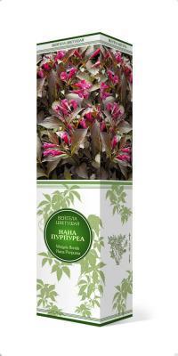 Вейгела цветущая Нана Пурпуреа/ЦКор П в интернет гипермаркете «Планета Лета». Фото