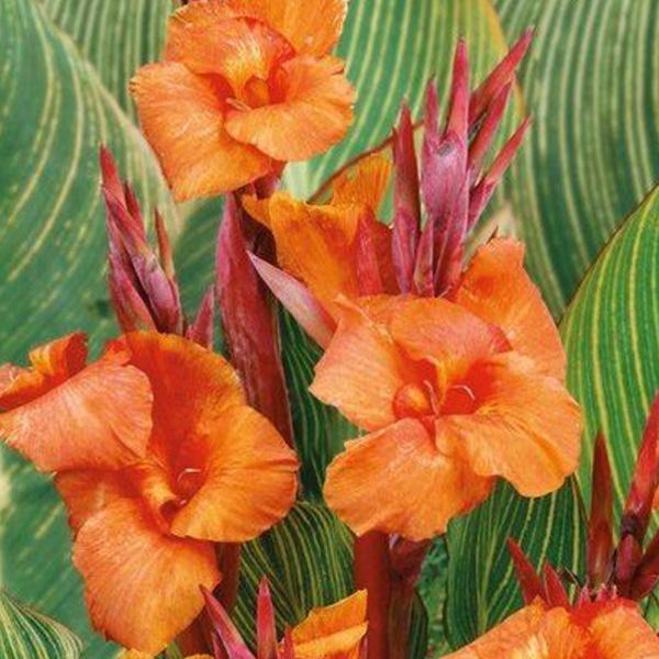 Канна пёстролистная Стриата I/К ПОИСК в интернет гипермаркете «Планета Лета». Фото Канна пёстролистная Стриата I/К в интернет гипермаркете «Планета Лета». Фото