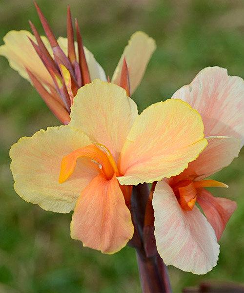 Канна карликовая Энджел Мартин I/К ПОИСК в интернет гипермаркете «Планета Лета». Фото Канна карликовая Энджел Мартин I/К в интернет гипермаркете «Планета Лета». Фото