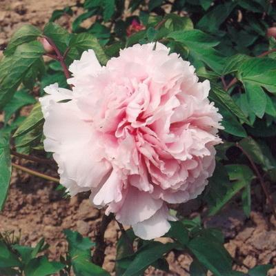 Пион древовидный Розовый Лу/ЦКор в интернет гипермаркете «Планета Лета». Фото