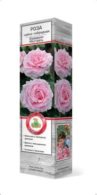 Роза чайно-гибридная Фредерик Мистраль/ЦКор П в интернет гипермаркете «Планета Лета». Фото