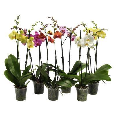 Фаленопсис 2 pp Mix, Гор12, Выс60, IV в интернет гипермаркете «Планета Лета». Фото