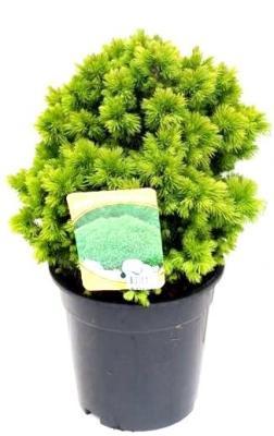 Ель канадская Alberta Globe, Гор19, Выс40 в интернет гипермаркете «Планета Лета». Фото