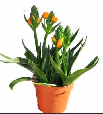 Птицемлечник, Гор12, Выс25 в интернет гипермаркете «Планета Лета». Фото