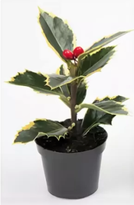 Падуб М.микс, Гор13, Выс35 в интернет гипермаркете «Планета Лета». Фото