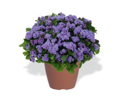 Агератум, Гор9 М в интернет гипермаркете «Планета Лета». Фото