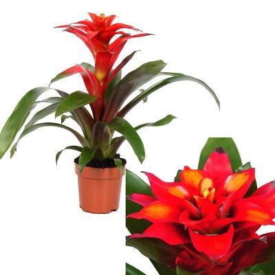 Гузмания Rana, Гор12, Выс60 в интернет гипермаркете «Планета Лета». Фото