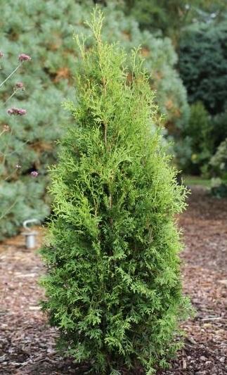 Туя запад.Глобоза Аурея, Выс40-60 КТ ОГ в интернет гипермаркете «Планета Лета». Фото