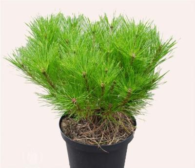 Сосна густоцв.Alice Verkade, Гор23, Выс35 в интернет гипермаркете «Планета Лета». Фото