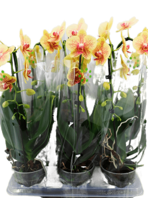 Фаленопсис 1 рр Oranje, Гор12, Выс70 в интернет гипермаркете «Планета Лета». Фото