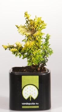 Кипарисовик т.Tetragona Aurea, Гор23, Выс40 в интернет гипермаркете «Планета Лета». Фото