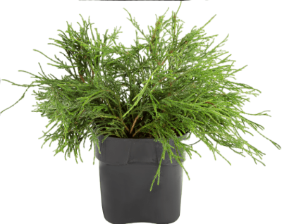 Кипарисовик горох.Filifera Nana, Гор9, Выс15 в интернет гипермаркете «Планета Лета». Фото