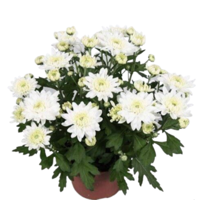 Хризантема Crystal, Гор12, Выс26 в интернет гипермаркете «Планета Лета». Фото