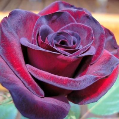 Роза чайно-гибридная Мадонна 7Ц в интернет гипермаркете «Планета Лета». Фото