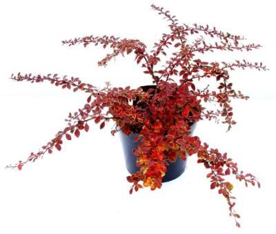 Барбарис Т.Golden Ring, Гор17, Выс30 в интернет гипермаркете «Планета Лета». Фото