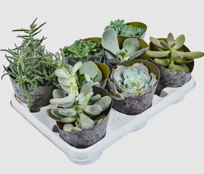 Суккуленты Mix, Гор8, Выс11 в интернет гипермаркете «Планета Лета». Фото