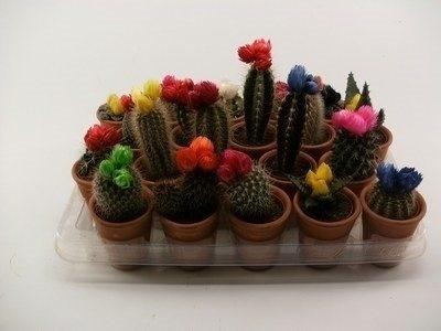 Кактус Stro с сухоцветами, Гор6, Выс15 в интернет гипермаркете «Планета Лета». Фото