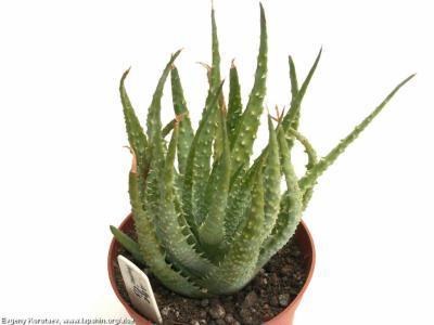 Алоэ Humilis, Гор10, Выс10 в интернет гипермаркете «Планета Лета». Фото